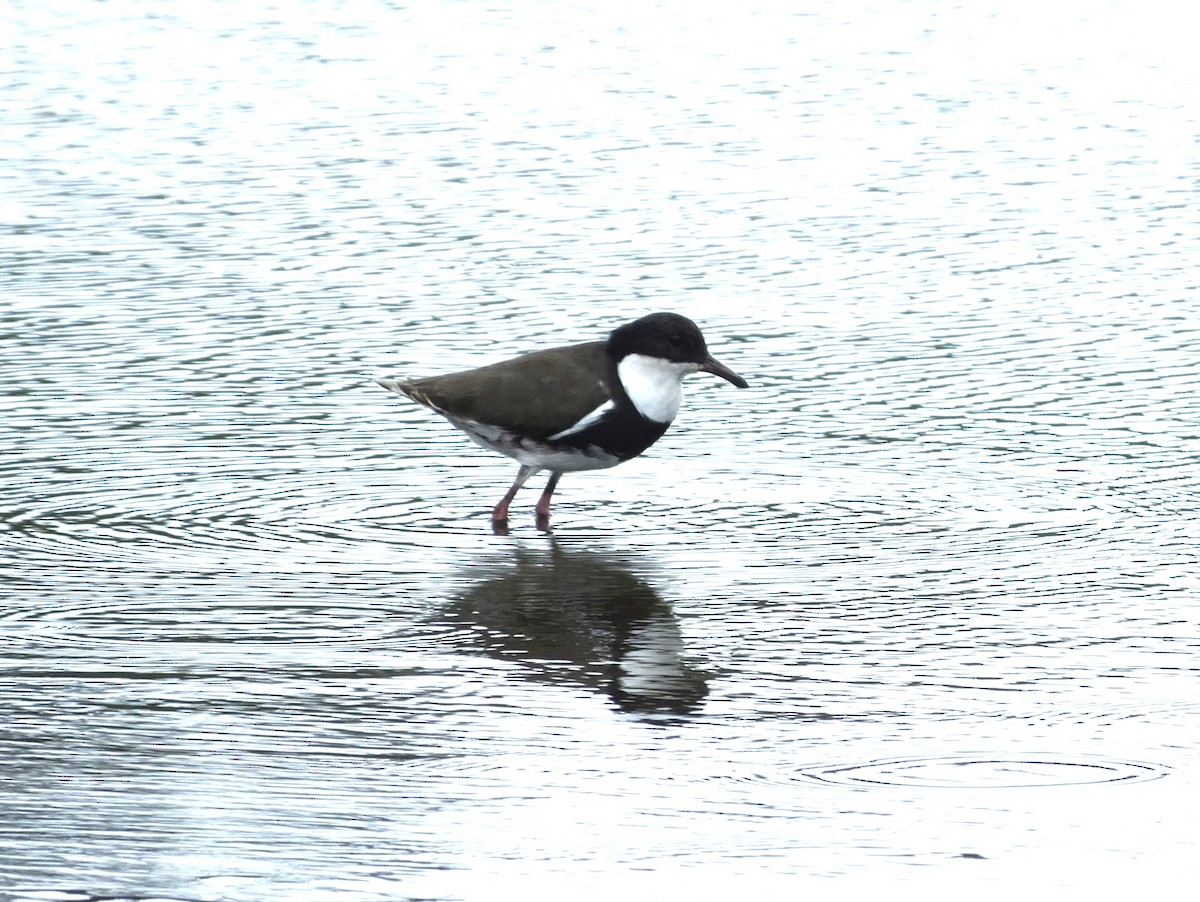 Red-kneed Dotterel - ML562014321