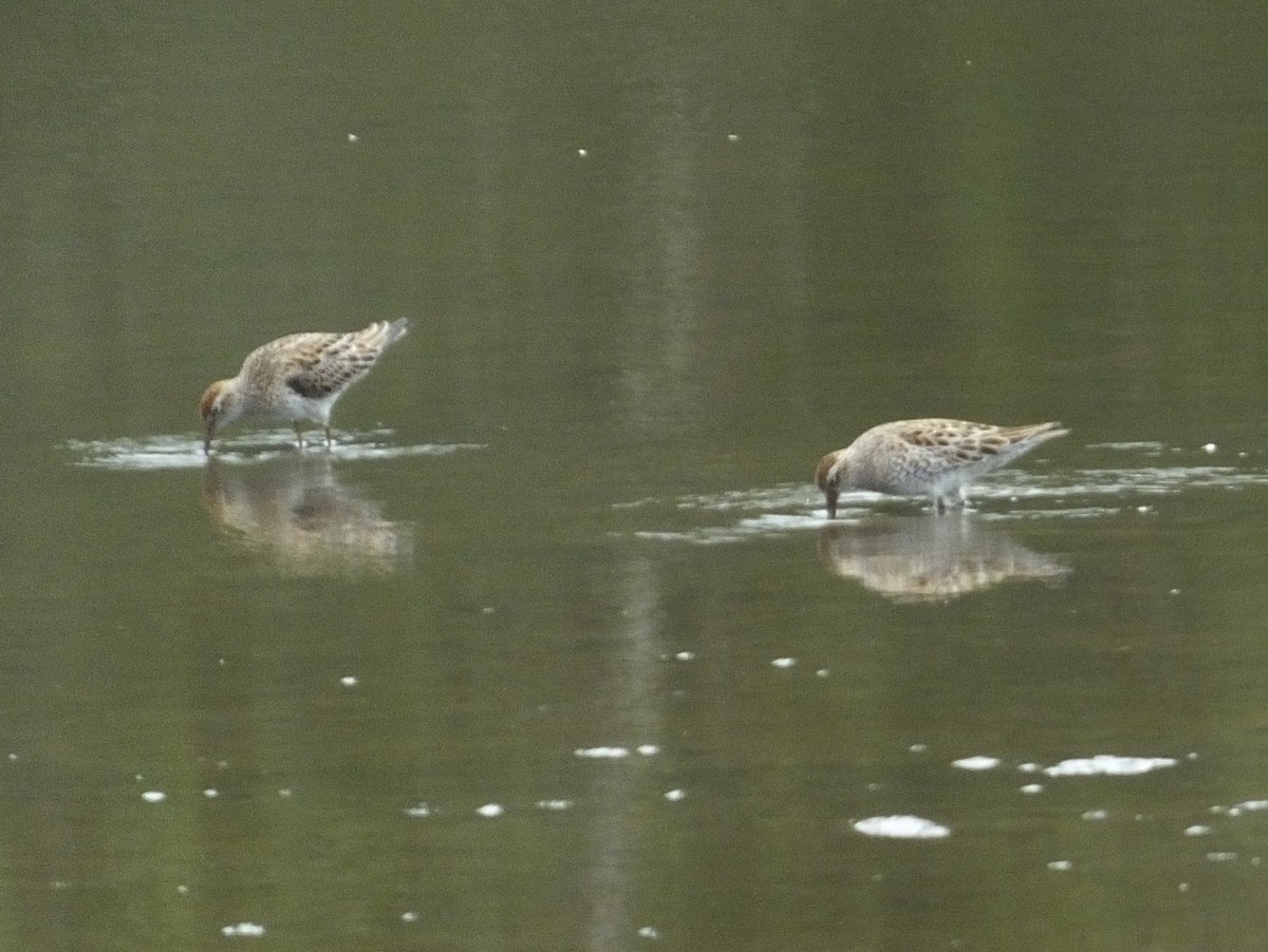 Sharp-tailed Sandpiper - Roy  Durre