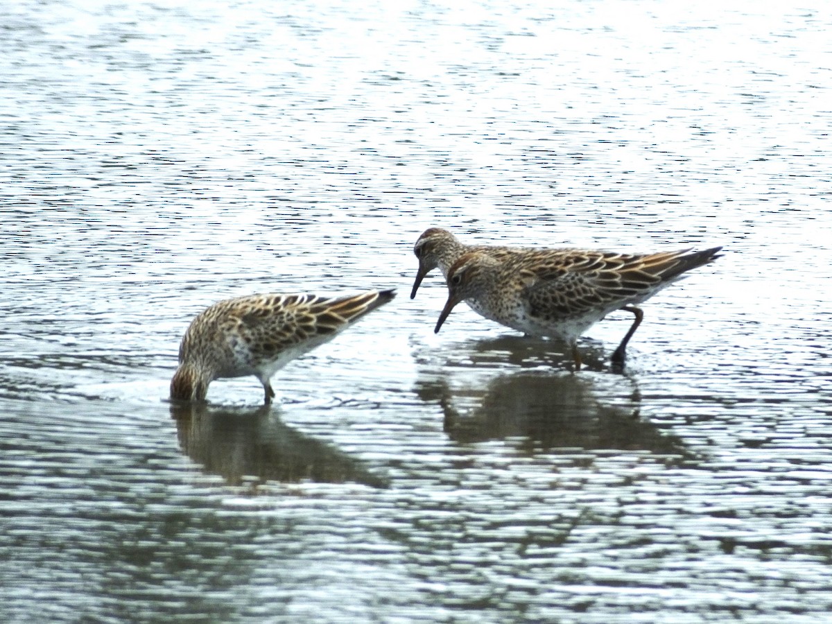 Sharp-tailed Sandpiper - Roy  Durre