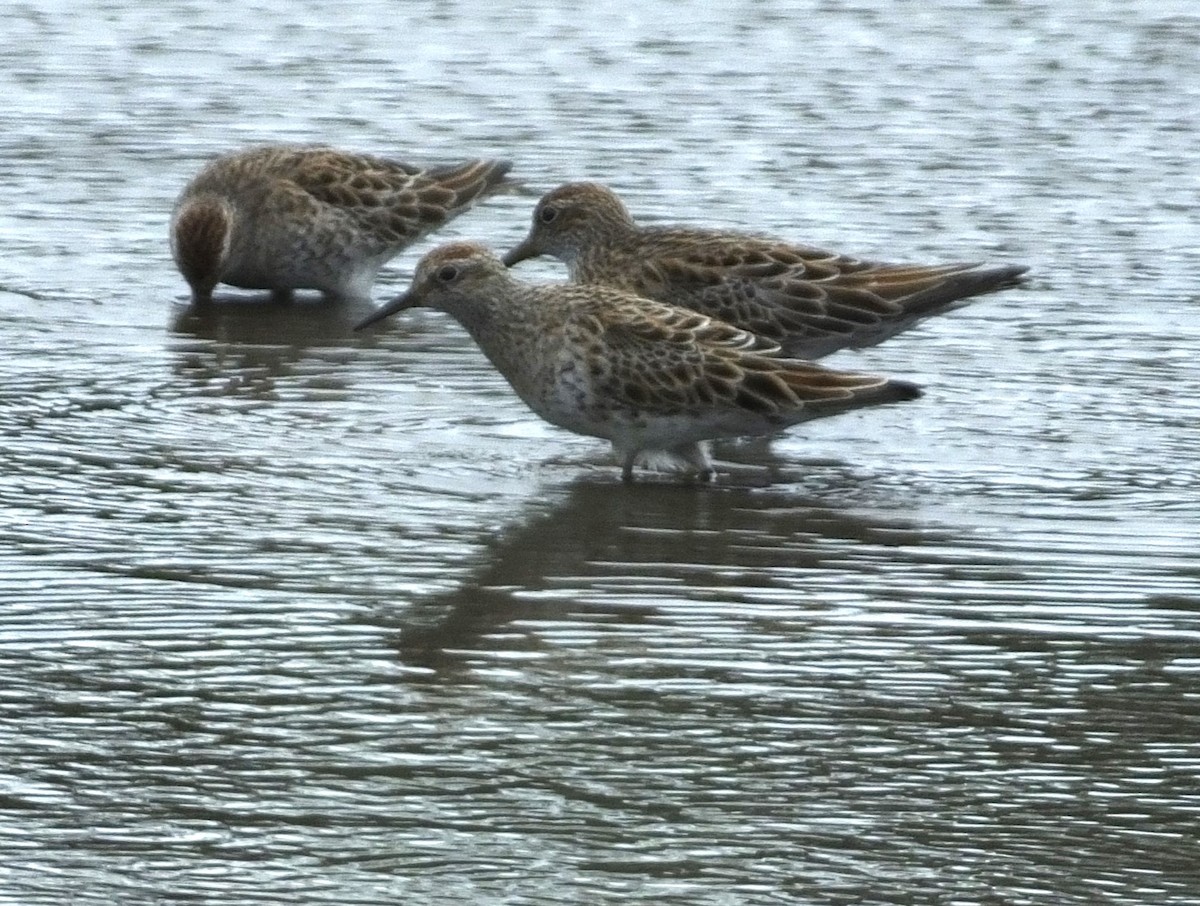 Sharp-tailed Sandpiper - Roy  Durre