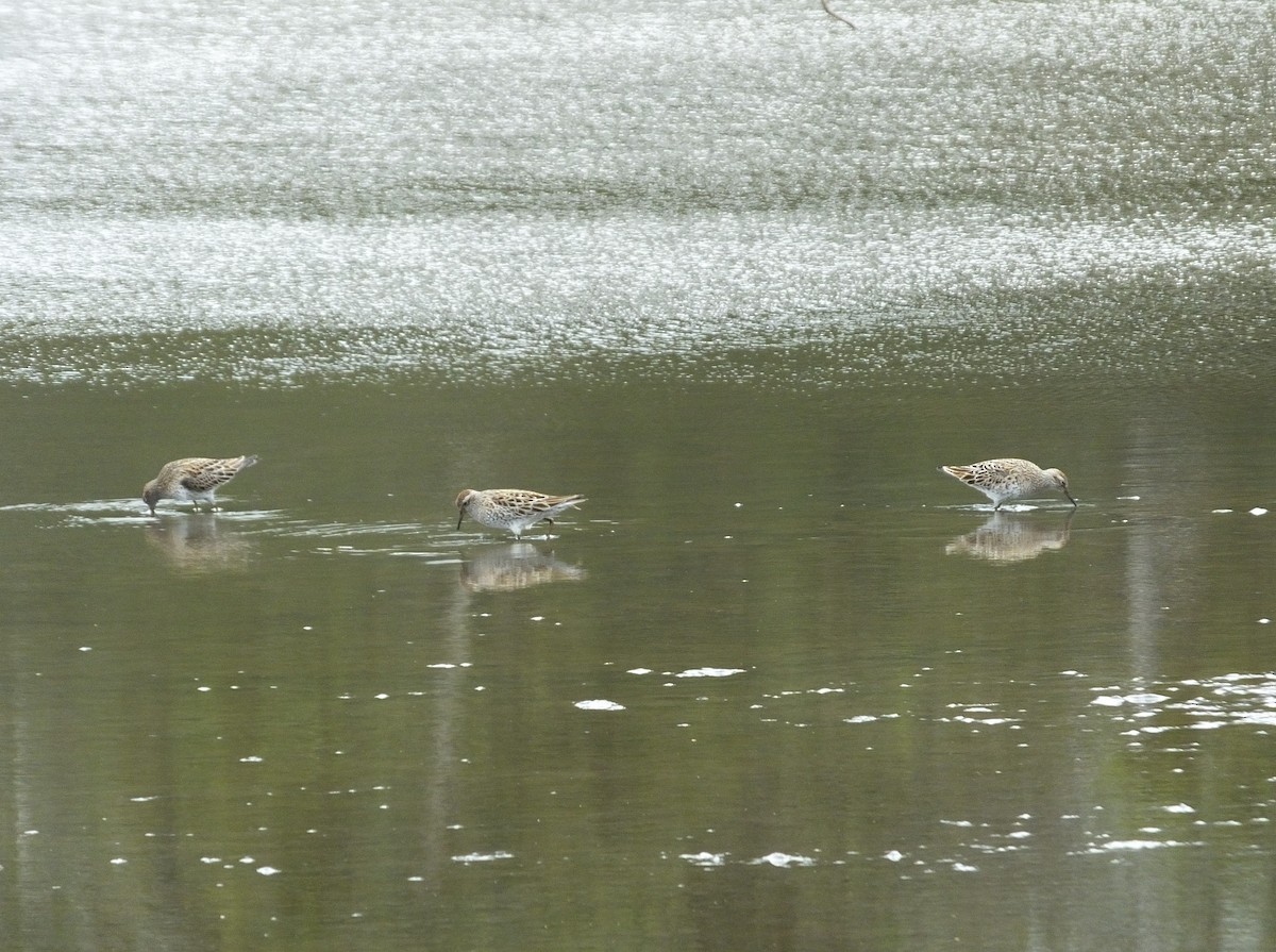 Sharp-tailed Sandpiper - Roy  Durre