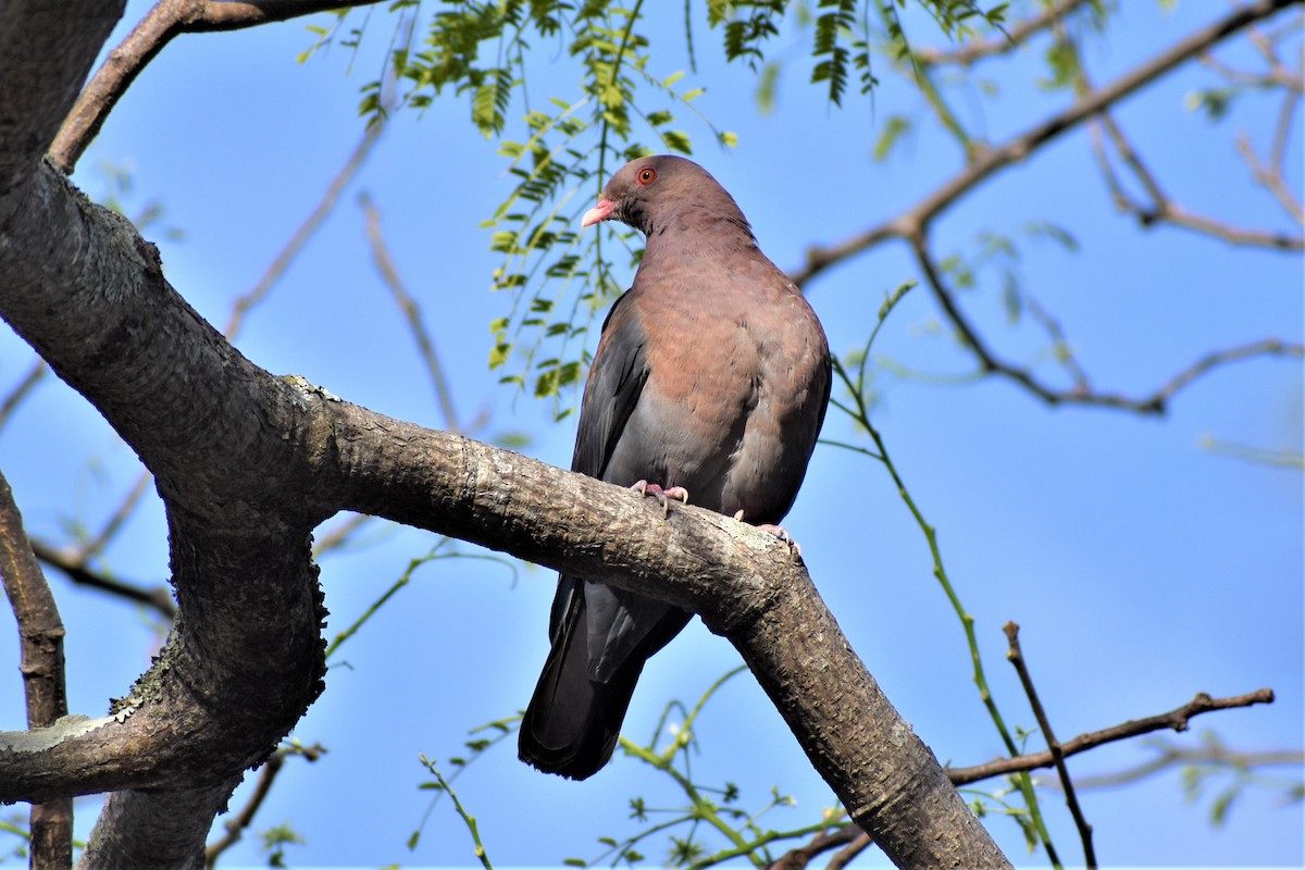 Red-billed Pigeon - Jake Marquess