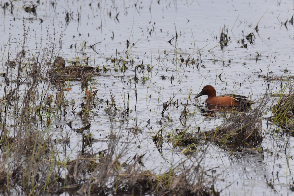 Cinnamon Teal - ML562015591