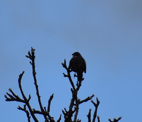 Diuca Finch - ML562017221