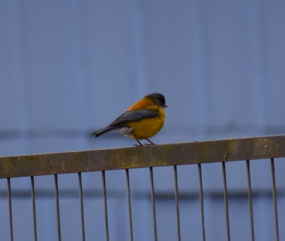 Patagonian Sierra Finch - ML562017311