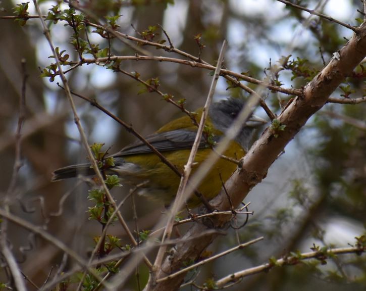 Patagonian Sierra Finch - ML562017331
