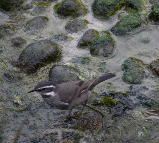 Dark-bellied Cinclodes - ML562017381