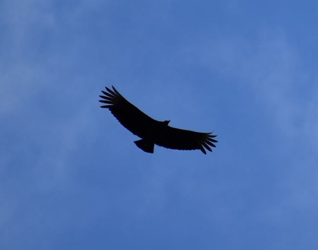 Black Vulture - ML562017501