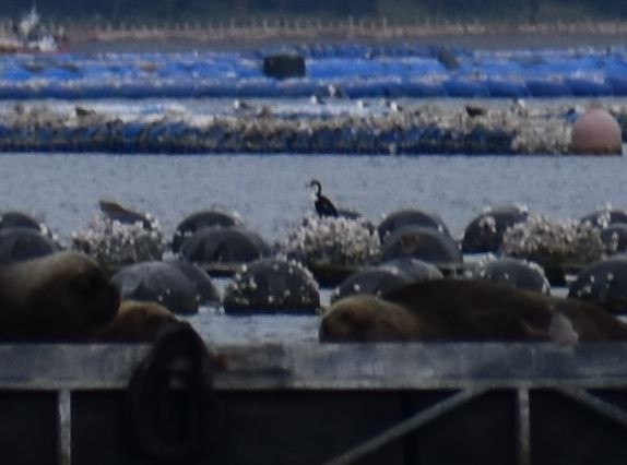 Imperial Cormorant (Imperial) - ML562017611