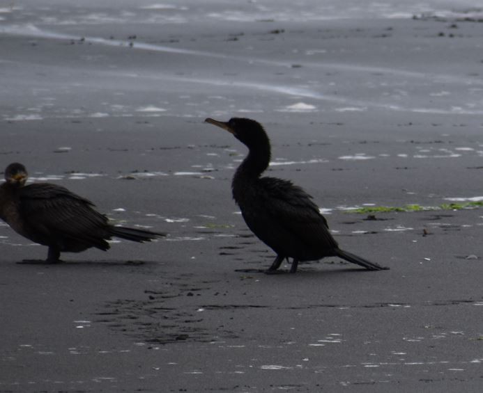 Neotropic Cormorant - ML562017701