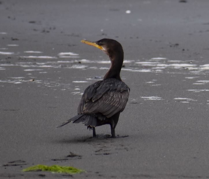 Neotropic Cormorant - ML562017711