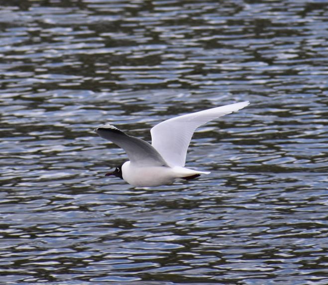 Brown-hooded Gull - ML562017751