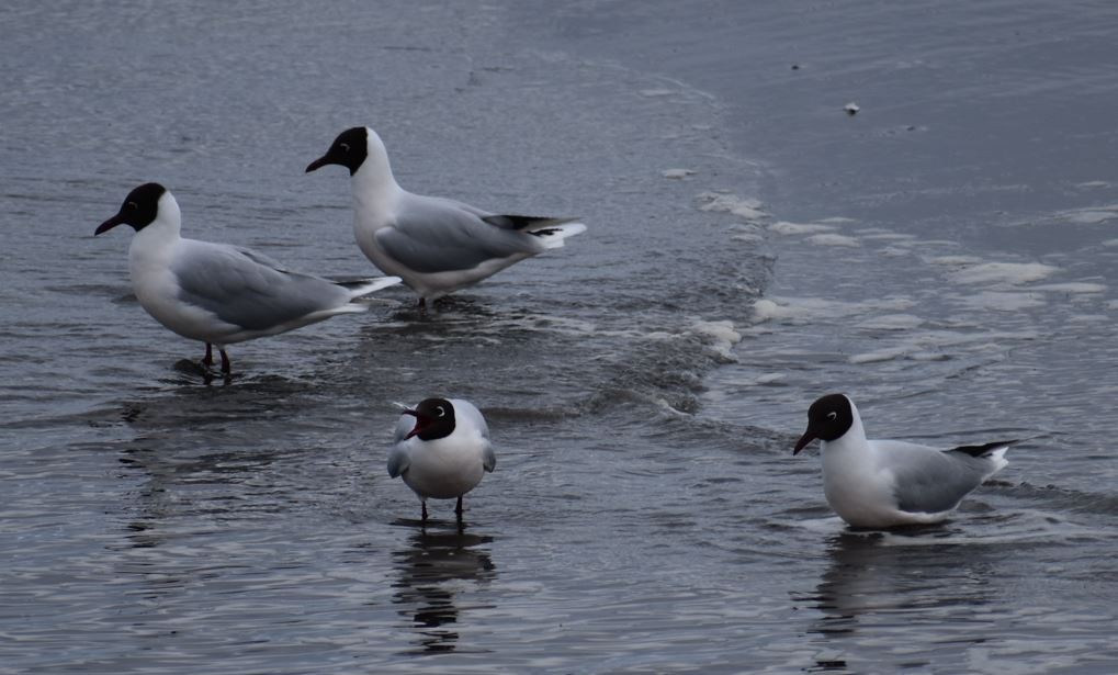 Brown-hooded Gull - ML562017761