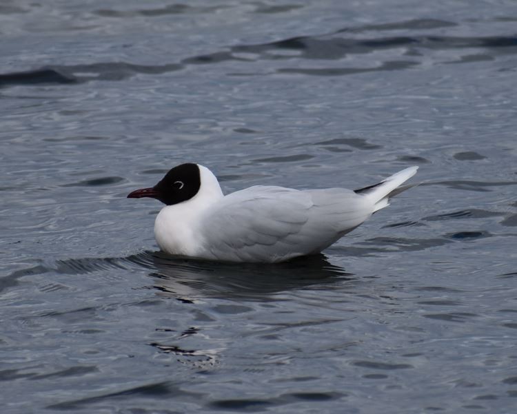 Brown-hooded Gull - ML562017801