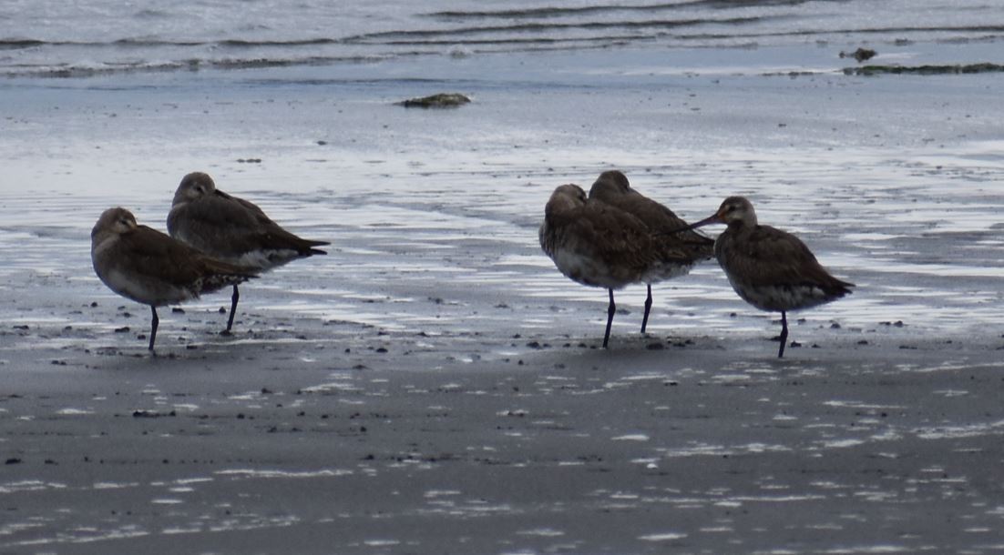 Hudsonian Godwit - ML562017851