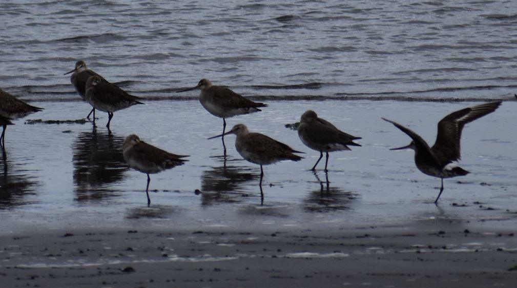 Hudsonian Godwit - ML562017861