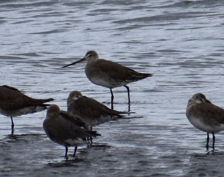 Hudsonian Godwit - ML562017881