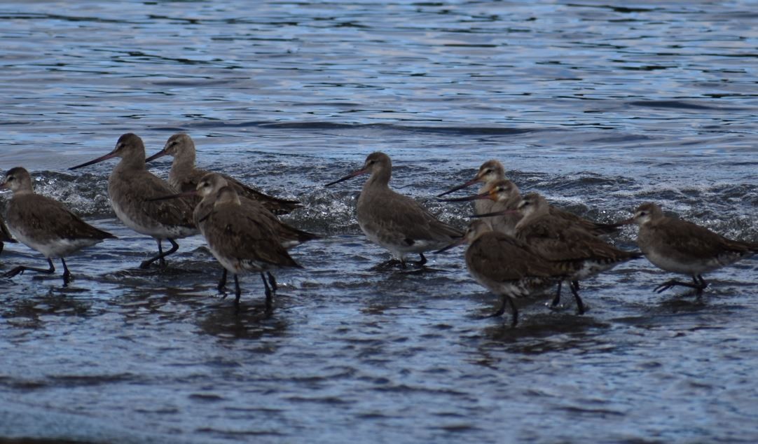 Hudsonian Godwit - ML562017891