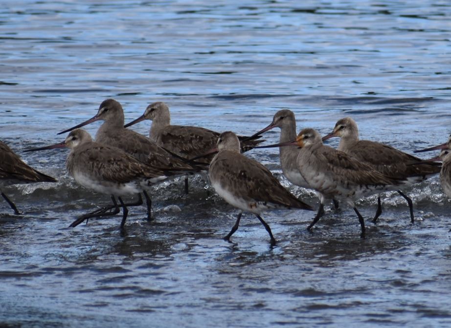 Hudsonian Godwit - ML562017901