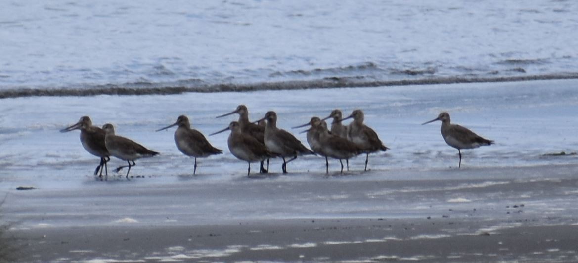 Hudsonian Godwit - ML562017911