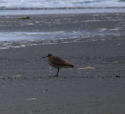 Hudsonian Whimbrel - ML562017921