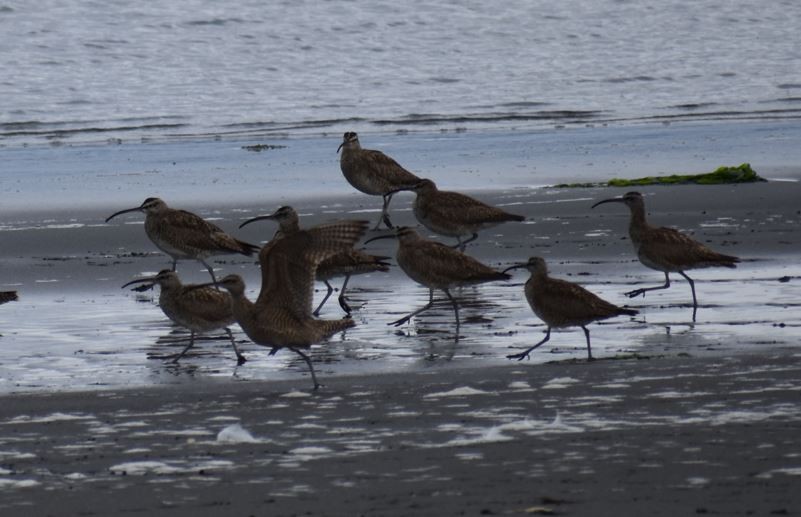 Hudsonian Whimbrel - ML562017931