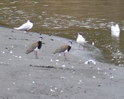 Southern Lapwing - ML562017971