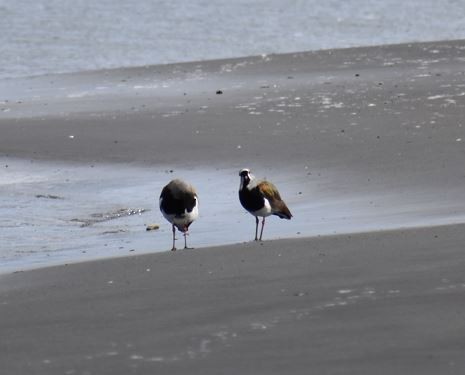 Southern Lapwing - ML562017981