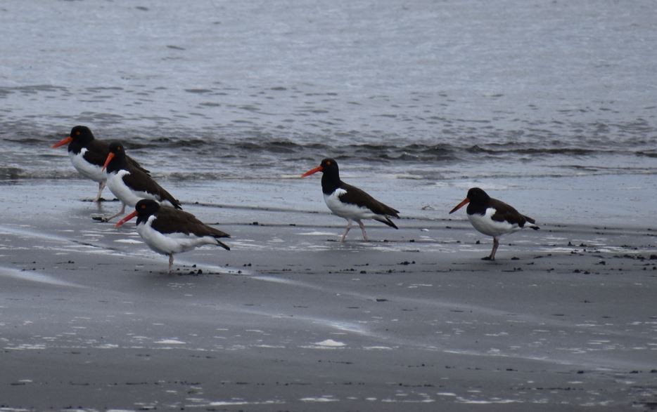 American Oystercatcher - ML562018031