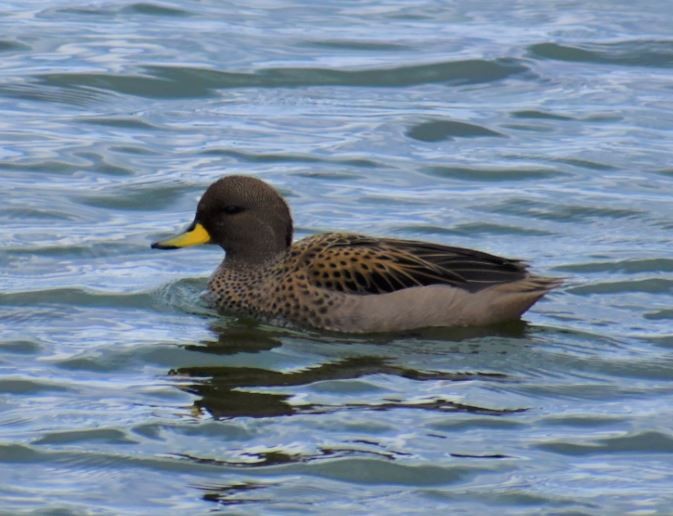 Yellow-billed Teal - ML562018051