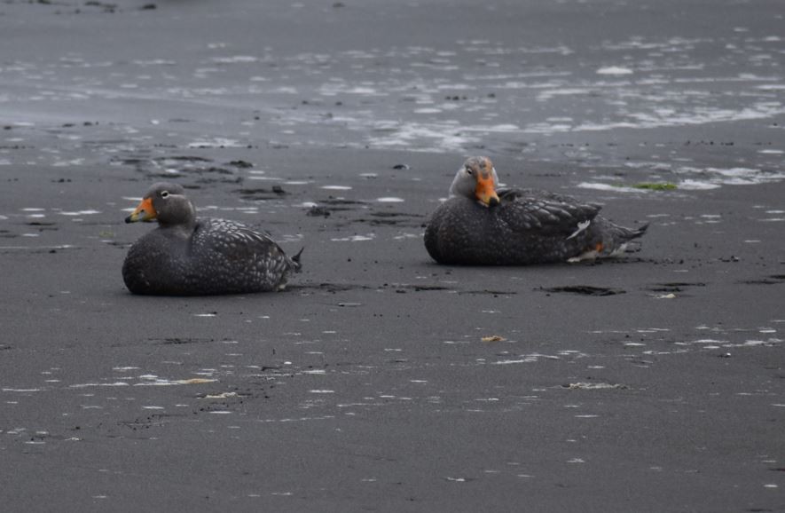 Flightless Steamer-Duck - ML562018071