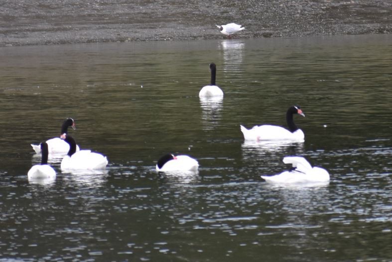 Black-necked Swan - ML562018101