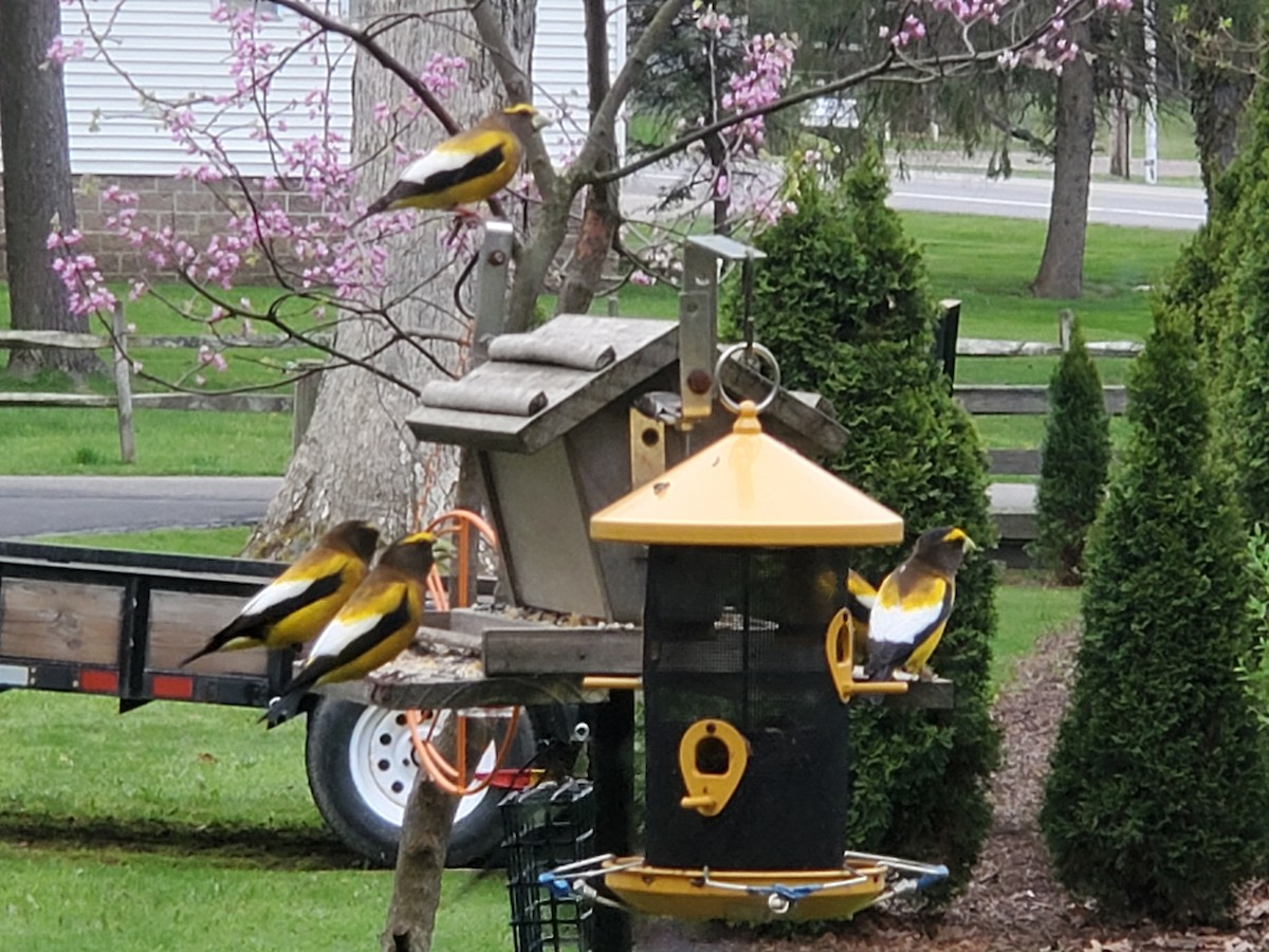 Evening Grosbeak - ML562018821