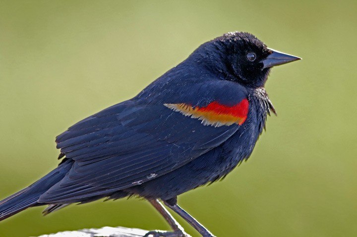 Red-winged Blackbird - ML56201901