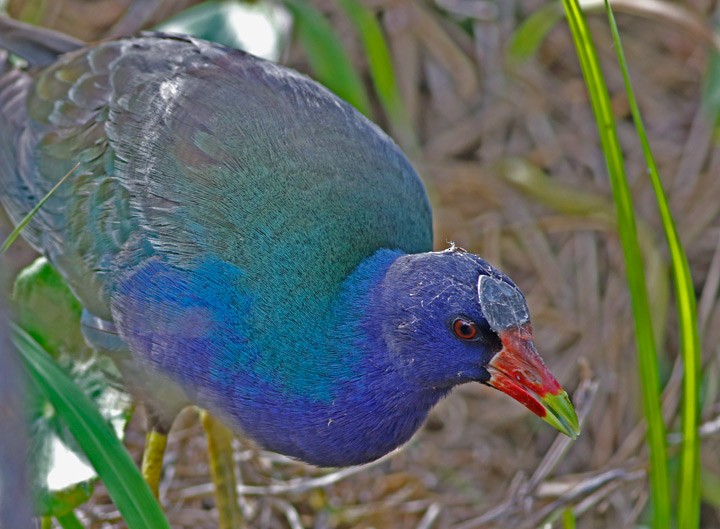 Purple Gallinule - ML56201921