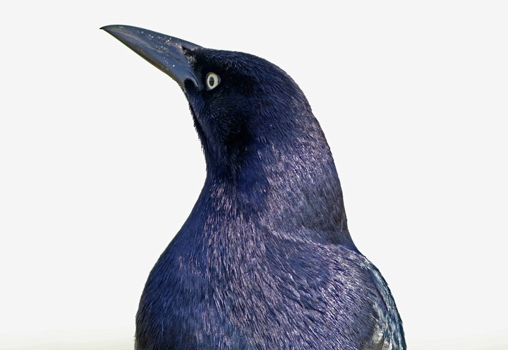 Great-tailed Grackle - ML56201961