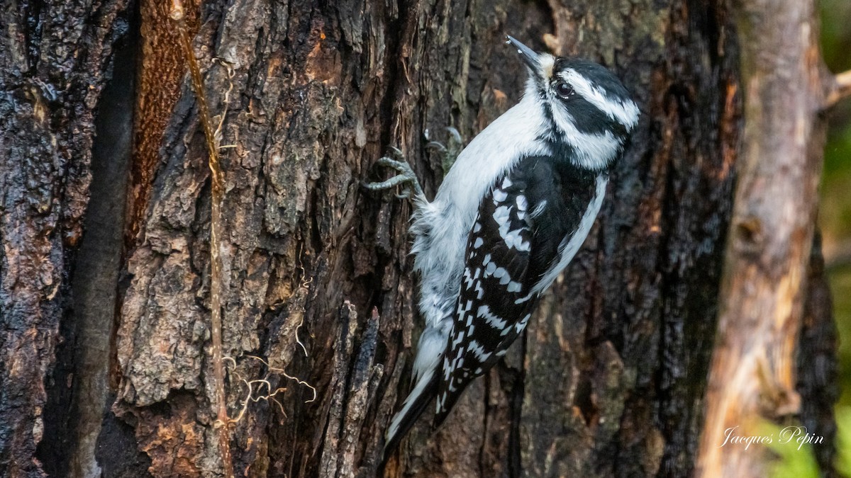 Downy Woodpecker - ML562020581