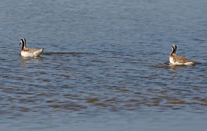 Wilson's Phalarope - ML56202101