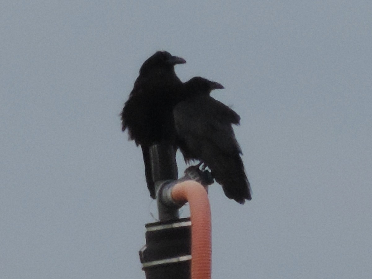 Хон хэрээ - ML562021051