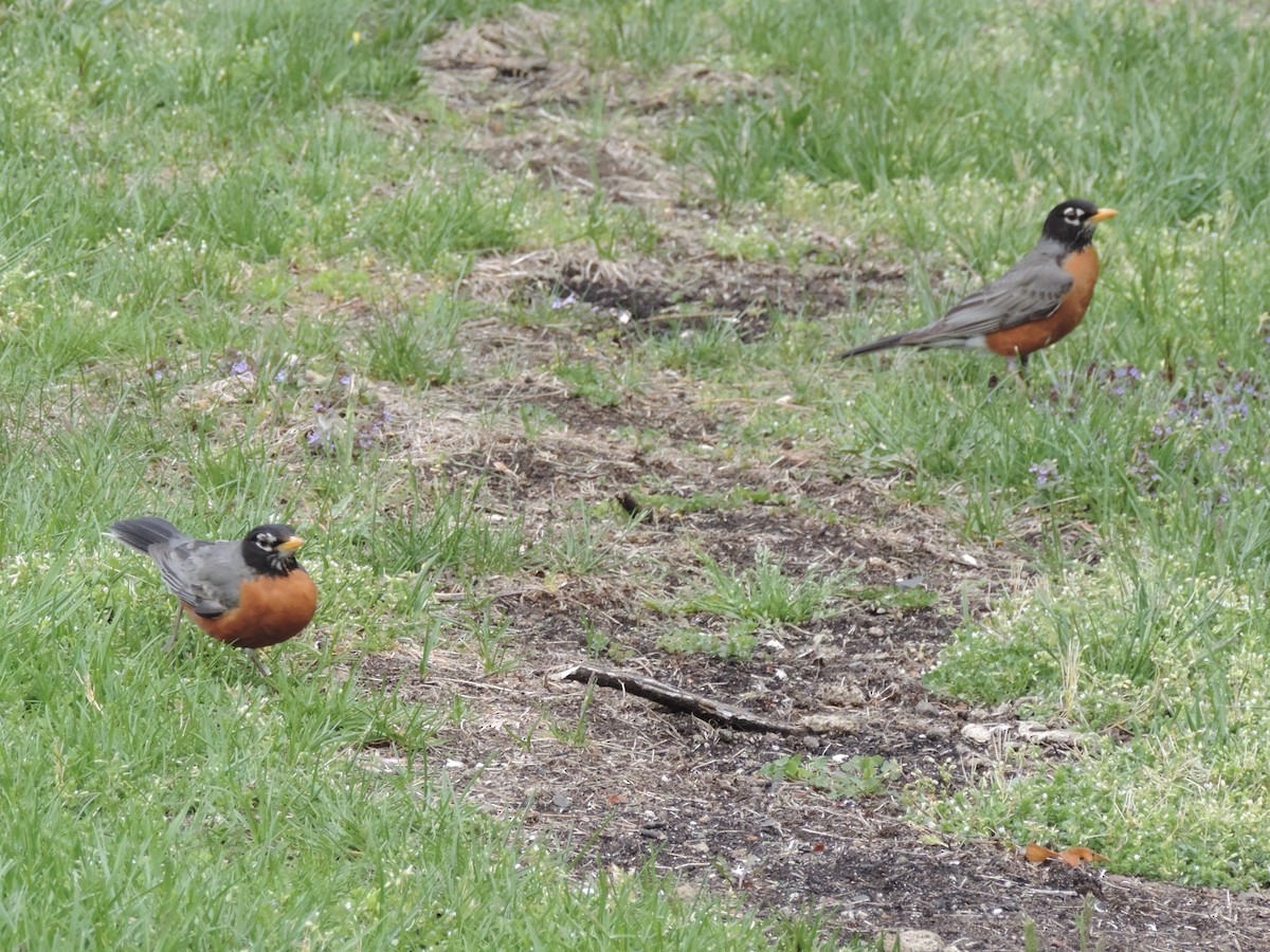 American Robin - Rich Brown