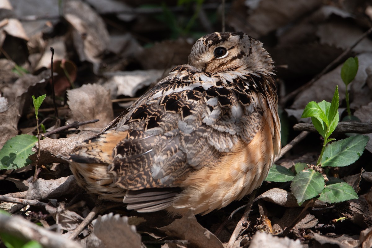 American Woodcock - ML562024761