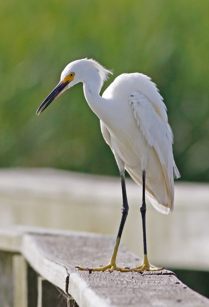 Snowy Egret - ML56202581