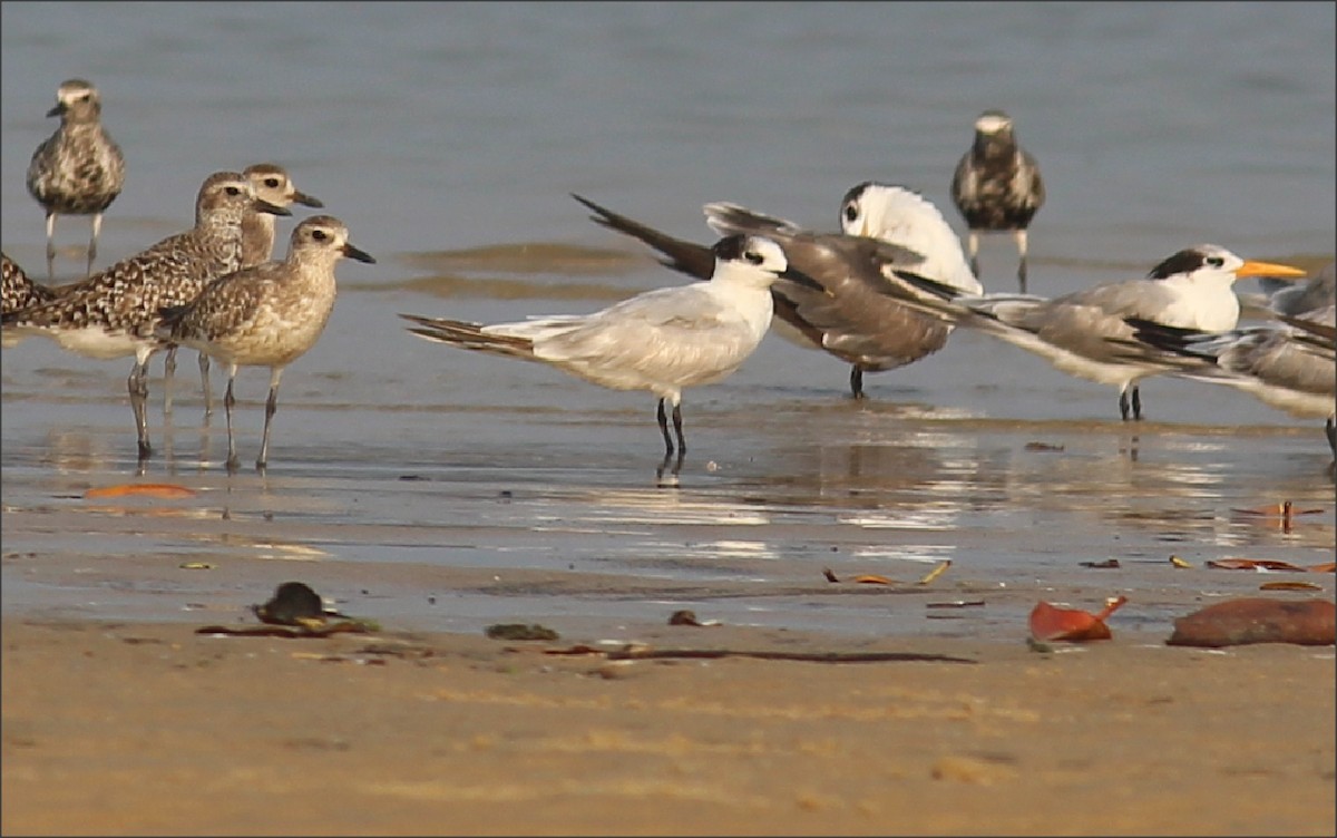 Sandwich Tern - ML562025921