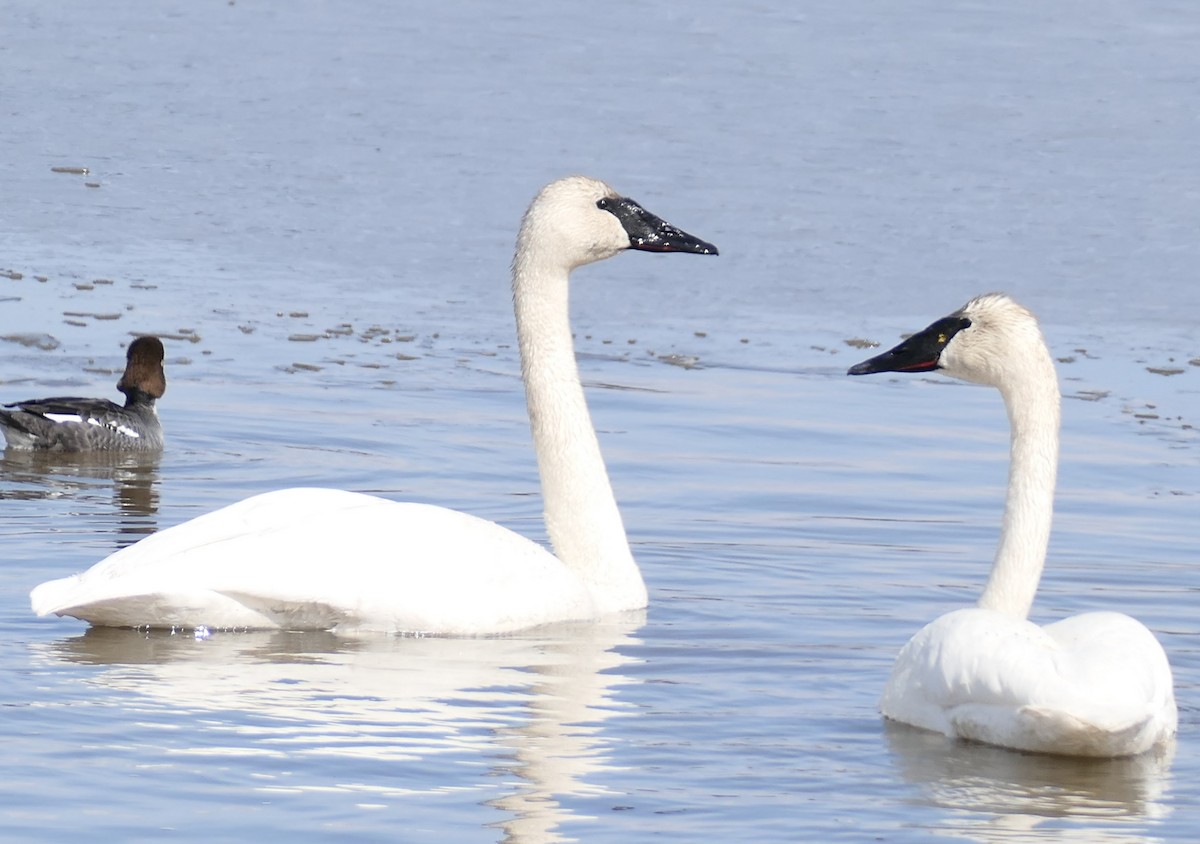 Trumpeter Swan - ML562026121