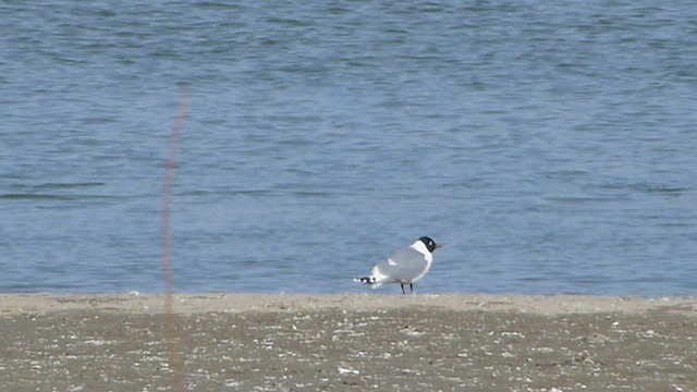 Franklin's Gull - ML562026731