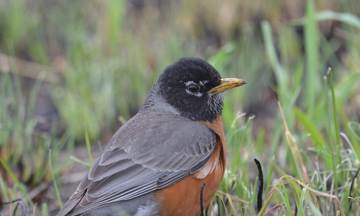 American Robin - ML562026781