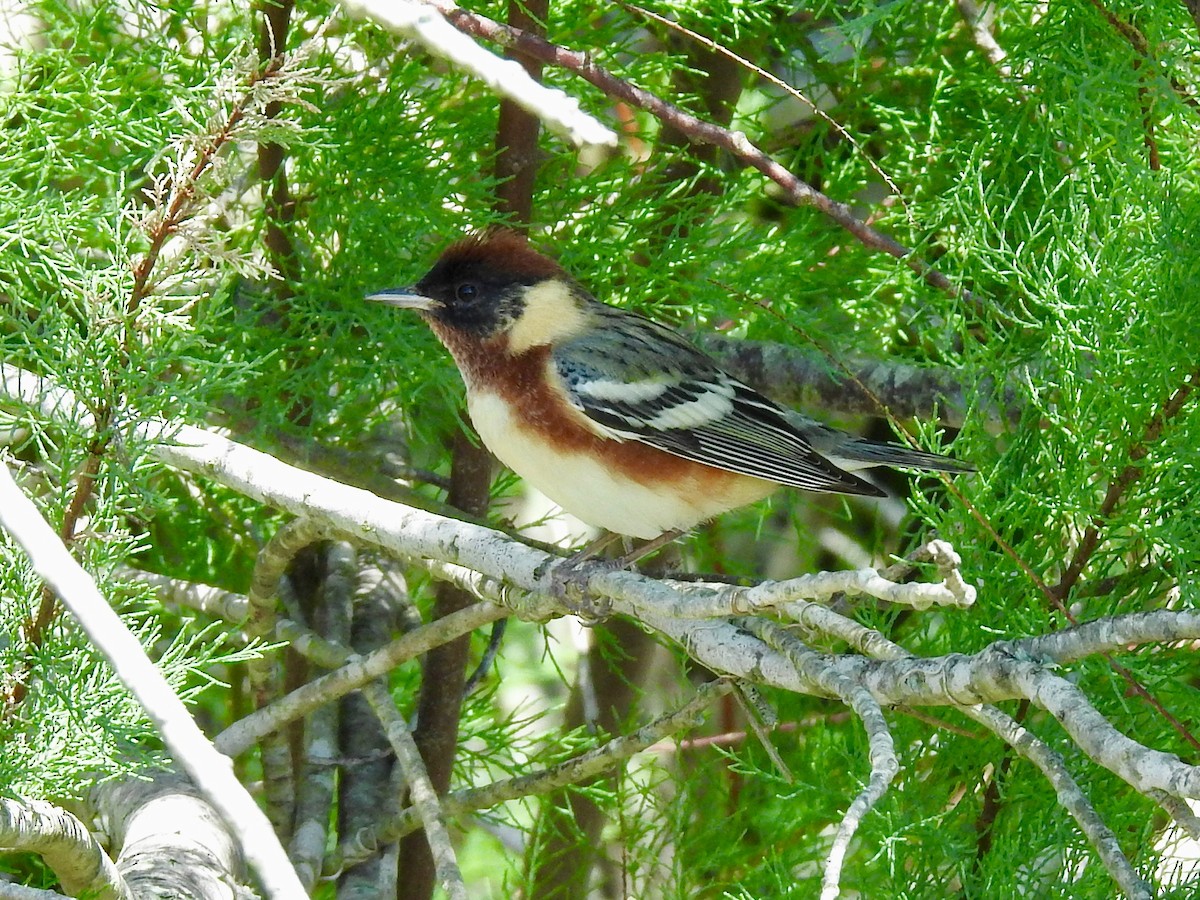 Bay-breasted Warbler - ML562026911