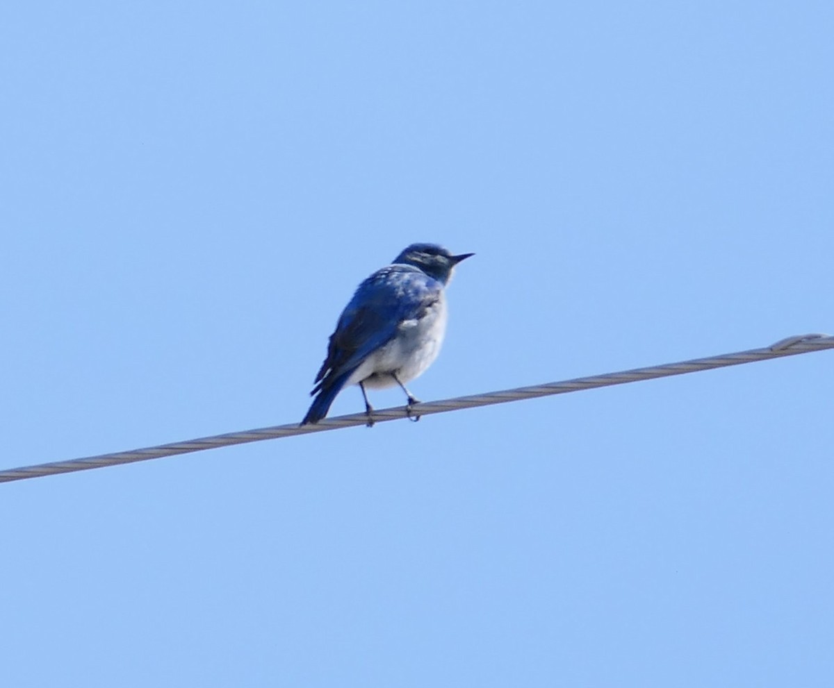Mountain Bluebird - ML562026941