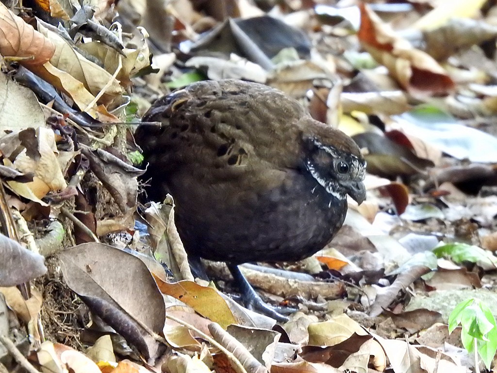 Black-breasted Wood-Quail - ML562027641