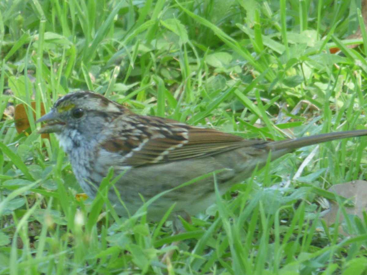 White-throated Sparrow - Hank George